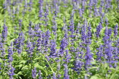 Gündüz vakti parkta büyüyen renkli çiçeklerin manzarası