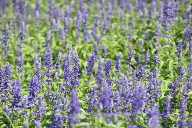 Gündüz vakti parkta büyüyen renkli çiçeklerin manzarası