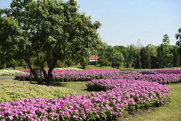 Vista Flores Colores Creciendo Parque Durante Día — Foto de Stock