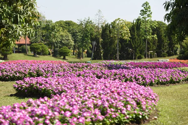 Pohled Barevné Květy Rostoucí Parku Dne — Stock fotografie