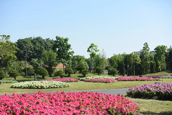 昼間公園で育った色とりどりの花を見ると — ストック写真