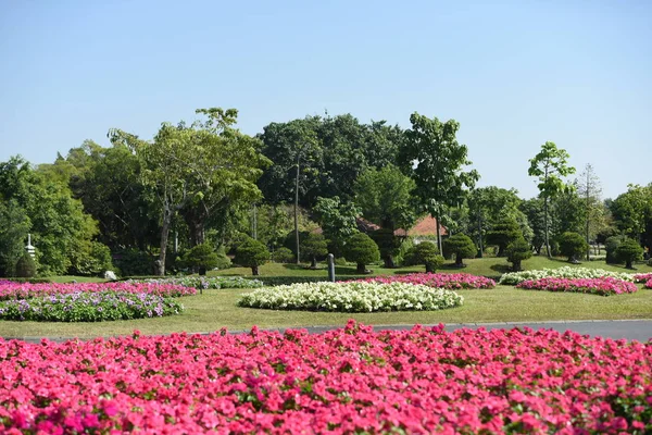 Vista Flores Colores Creciendo Parque Durante Día — Foto de Stock