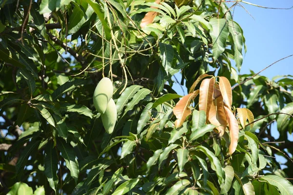 Frutti Tropicali Verdi Sui Rami Degli Alberi — Foto Stock