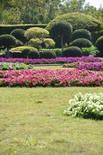 View Colorful Flowers Growing Park Daytime — Stock Photo, Image