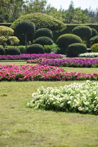 Vista Flores Colores Creciendo Parque Durante Día — Foto de Stock