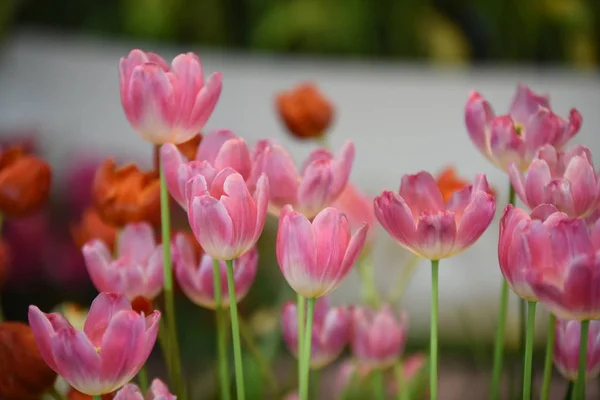 Blick Auf Bunte Blumen Die Tagsüber Park Wachsen — Stockfoto