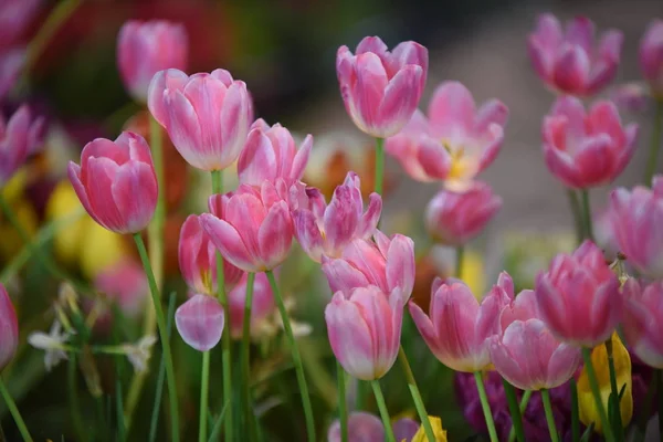 Vue Fleurs Colorées Poussant Dans Parc Pendant Journée — Photo