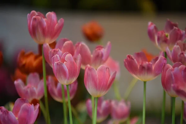 Widok Kolorowych Kwiatów Rosnących Parku Ciągu Dnia — Zdjęcie stockowe