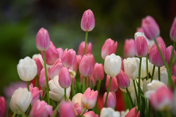 Blick Auf Bunte Blumen Die Tagsüber Park Wachsen — Stockfoto