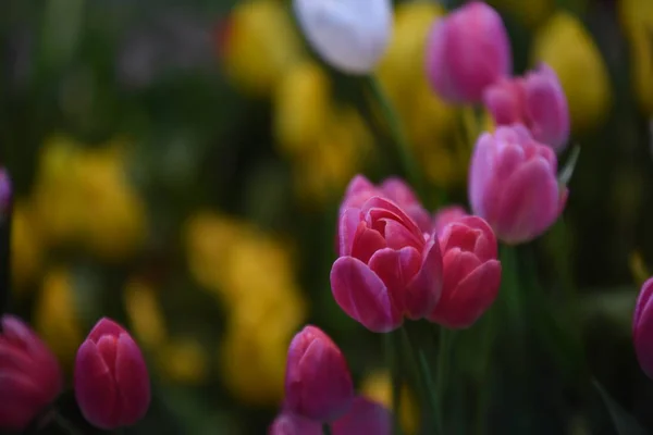 Vue Fleurs Colorées Poussant Dans Parc Pendant Journée — Photo