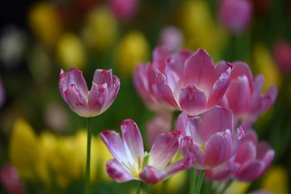 Blick Auf Bunte Blumen Die Tagsüber Park Wachsen — Stockfoto