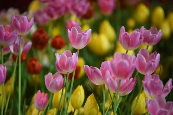 Vue Fleurs Colorées Poussant Dans Parc Pendant Journée — Photo