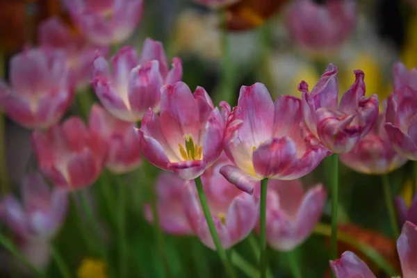 Blick Auf Bunte Blumen Die Tagsüber Park Wachsen — Stockfoto