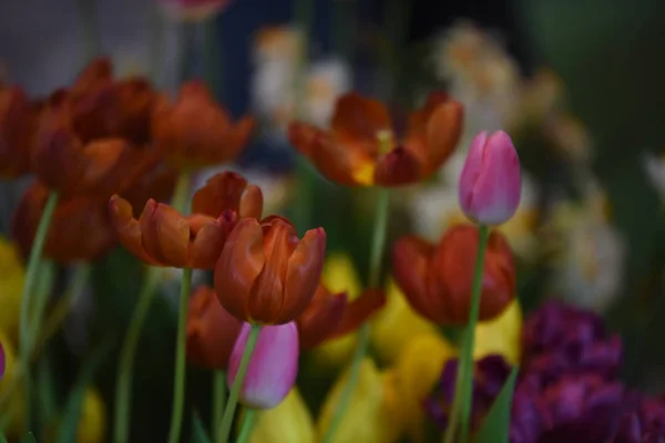 Widok Kolorowych Kwiatów Rosnących Parku Ciągu Dnia — Zdjęcie stockowe