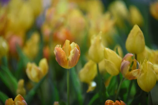 Vue Fleurs Colorées Poussant Dans Parc Pendant Journée — Photo