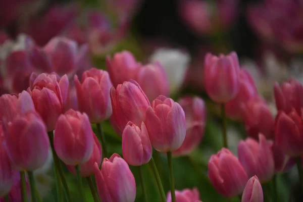 Vue Fleurs Colorées Poussant Dans Parc Pendant Journée — Photo