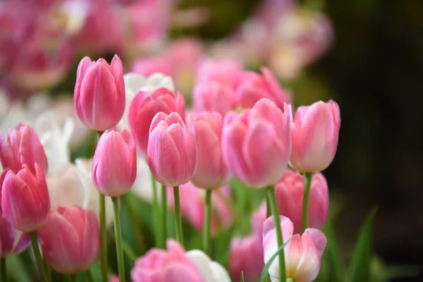 Blick Auf Bunte Blumen Die Tagsüber Park Wachsen — Stockfoto