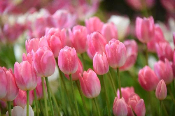 Blick Auf Bunte Blumen Die Tagsüber Park Wachsen — Stockfoto