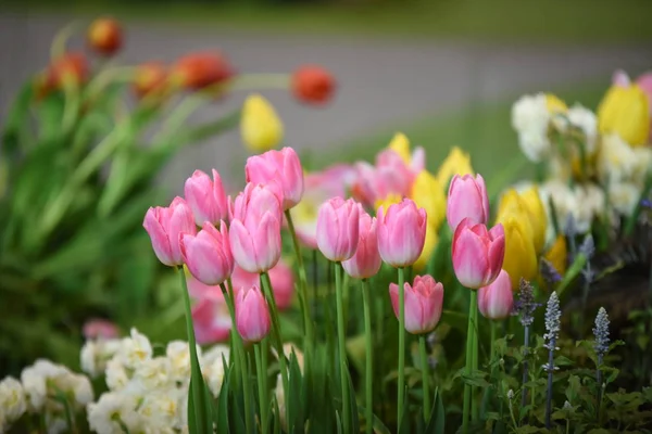 View Colorful Flowers Growing Park Daytime — Stock Photo, Image