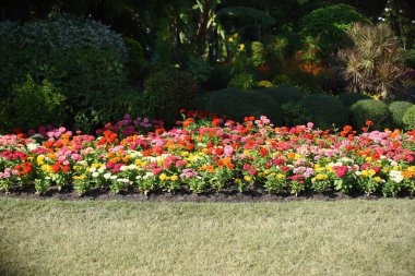Bahçede büyüyen renkli çiçeklerin manzarası   