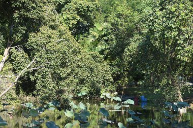 Güneşli bir günde göllü yeşil park