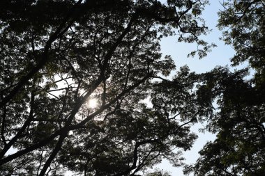 gökyüzü arka plan üzerinde yeşil ağaçlar