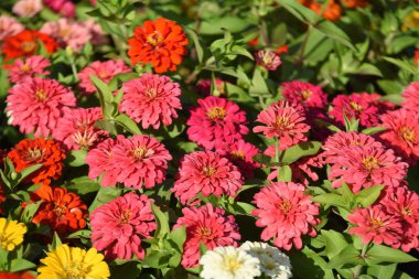 Bahçede büyüyen renkli çiçeklerin manzarası   