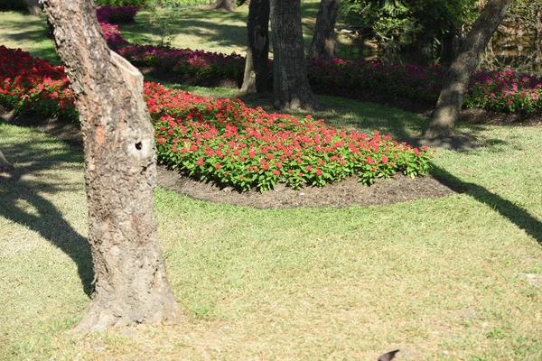 View Colorful Flowers Growing Garden — Stock Photo, Image