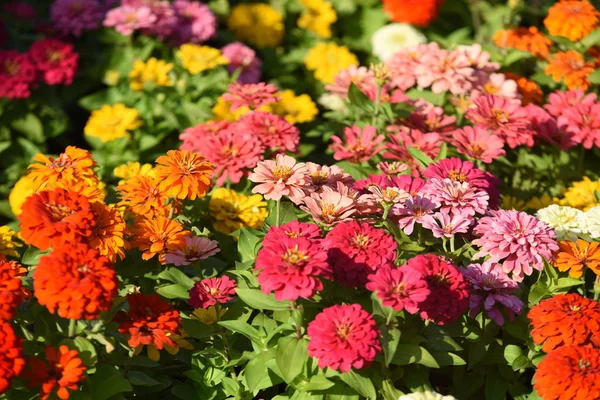 庭に咲く色とりどりの花の眺め — ストック写真