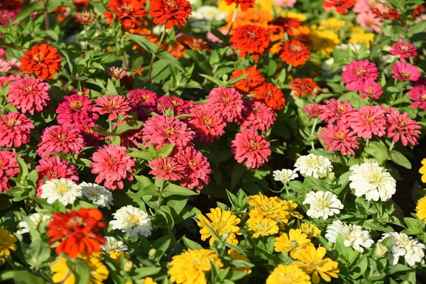 庭に咲く色とりどりの花の眺め — ストック写真