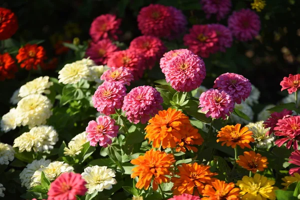 Blick Auf Bunte Blumen Die Garten Wachsen — Stockfoto