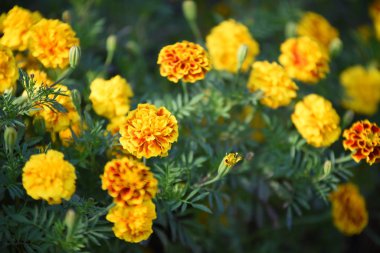 Gündüz vakti parkta büyüyen renkli çiçeklerin manzarası
