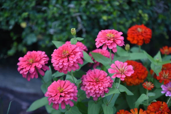 昼間公園で育った色とりどりの花を見ると — ストック写真