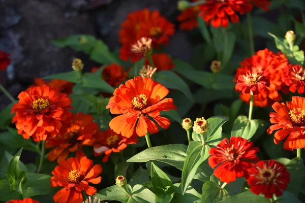 Gündüz Vakti Parkta Büyüyen Renkli Çiçeklerin Manzarası — Stok fotoğraf