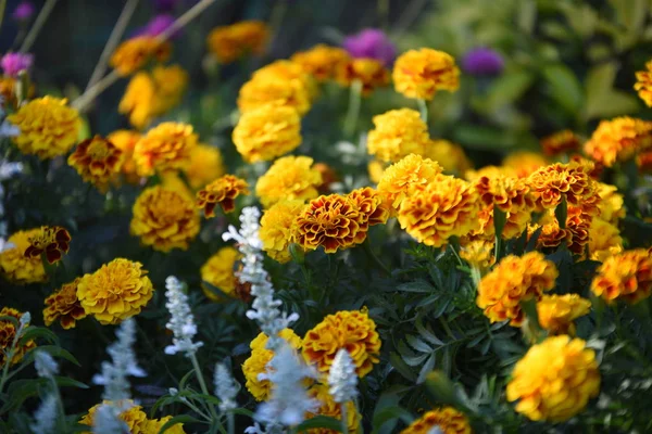 Kilátás Színes Virágok Nőnek Parkban Nappal — Stock Fotó