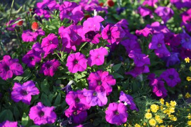 Gündüz vakti parkta büyüyen renkli çiçeklerin manzarası