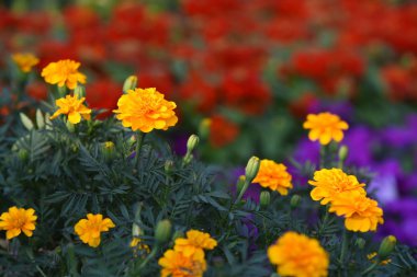 Gündüz vakti parkta büyüyen renkli çiçeklerin manzarası