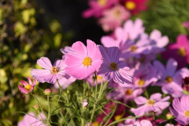 Bahçede büyüyen renkli çiçeklerin manzarası   