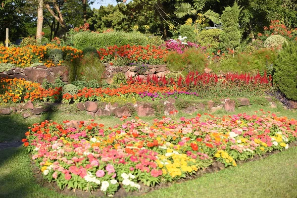 Blick Auf Bunte Blumen Die Tagsüber Park Wachsen — Stockfoto