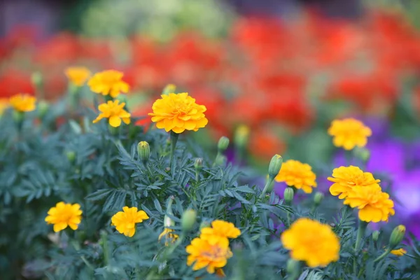 Uitzicht Kleurrijke Bloemen Groeien Het Park Overdag — Stockfoto