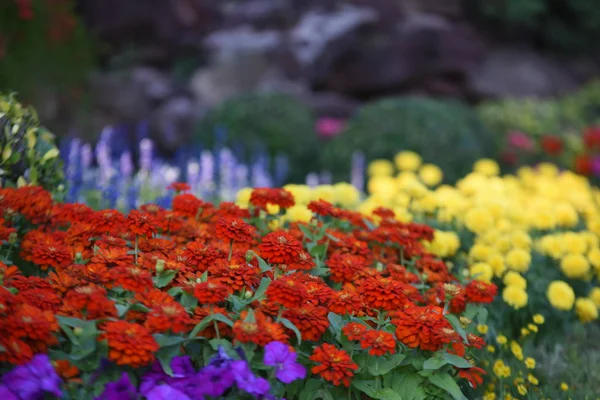 View Colorful Flowers Growing Park Daytime — Stock Photo, Image