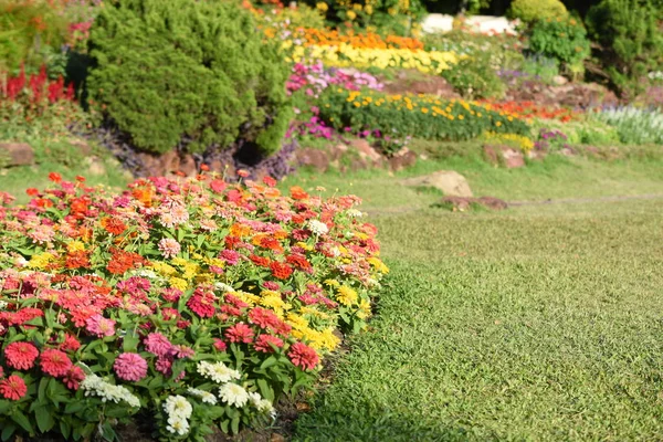 View Colorful Flowers Growing Park Daytime — Stock Photo, Image