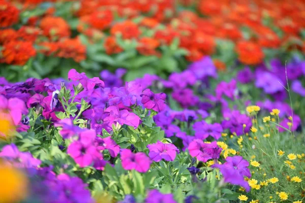 View Colorful Flowers Growing Park Daytime — Stock Photo, Image