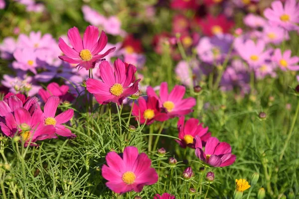 Blick Auf Bunte Blumen Die Garten Wachsen — Stockfoto