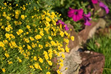 Bahçede büyüyen renkli çiçeklerin manzarası   