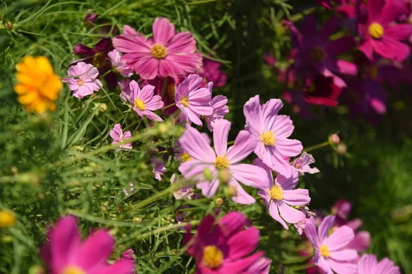 Vue Des Fleurs Colorées Poussant Dans Jardin — Photo