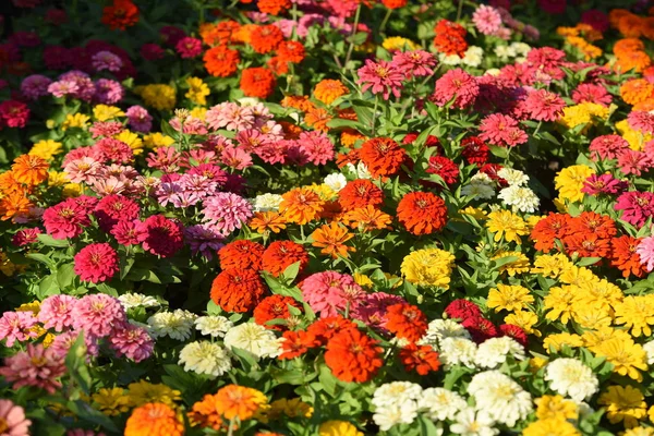 庭に咲く色とりどりの花の眺め — ストック写真