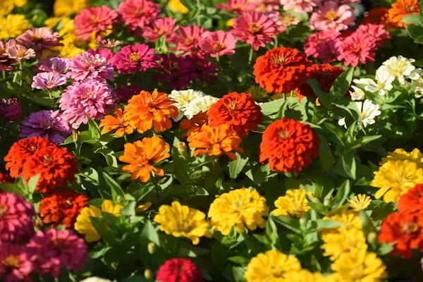 庭に咲く色とりどりの花の眺め — ストック写真