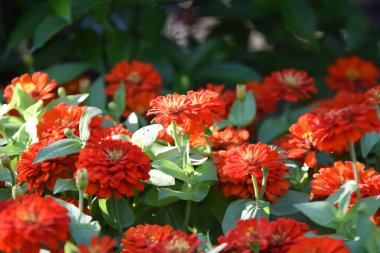 Bahçede büyüyen renkli çiçeklerin manzarası   