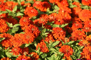 Bahçede büyüyen renkli çiçeklerin manzarası   